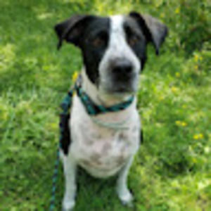 Meet your Posher, Noel